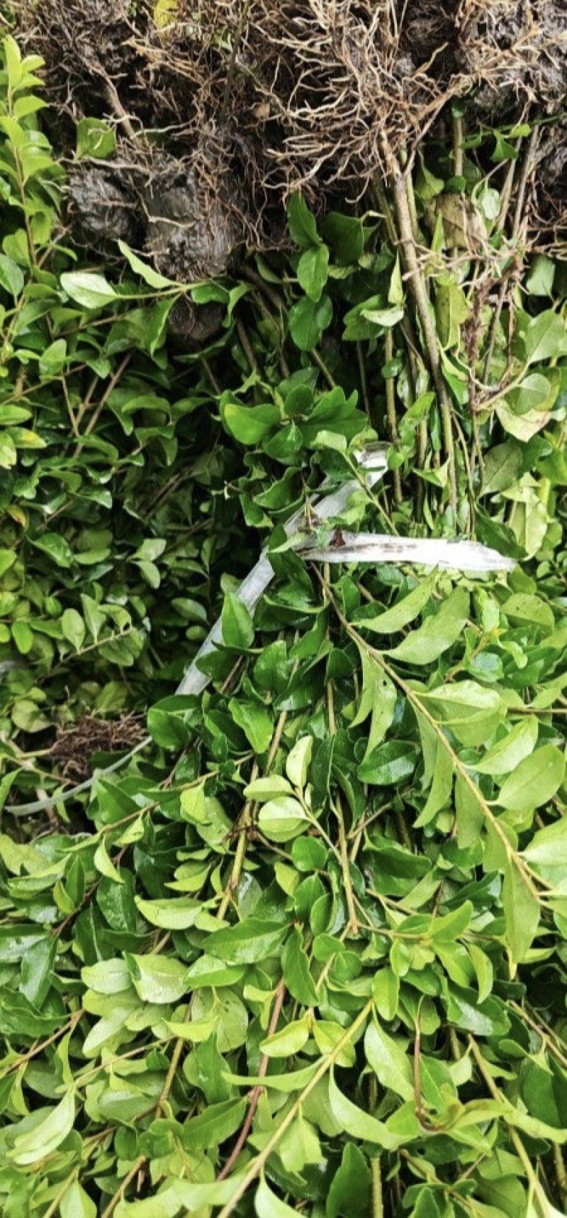 小叶女贞，高度50，80，100厘米，各规格基地常年批发