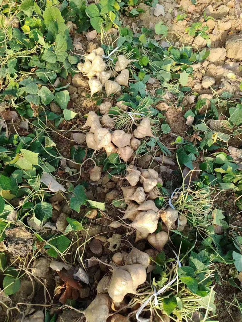 精品优质凉薯豆薯高山矿物质成分丰富营养保质保量