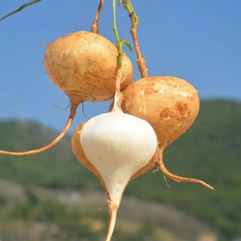 精品优质凉薯豆薯高山矿物质成分丰富营养保质保量