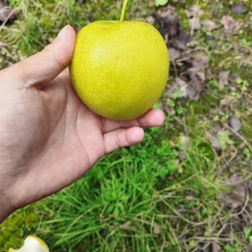精品皇冠梨