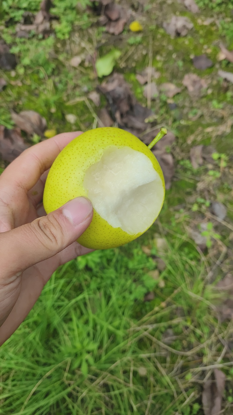 皇冠梨