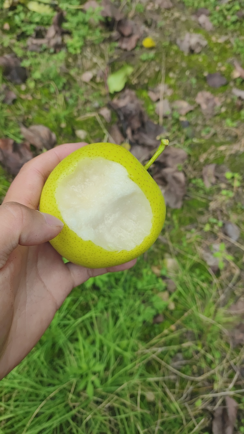 皇冠梨
