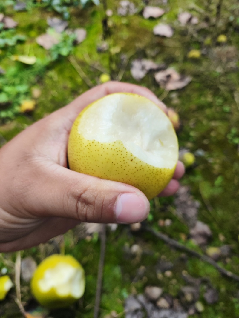 皇冠梨