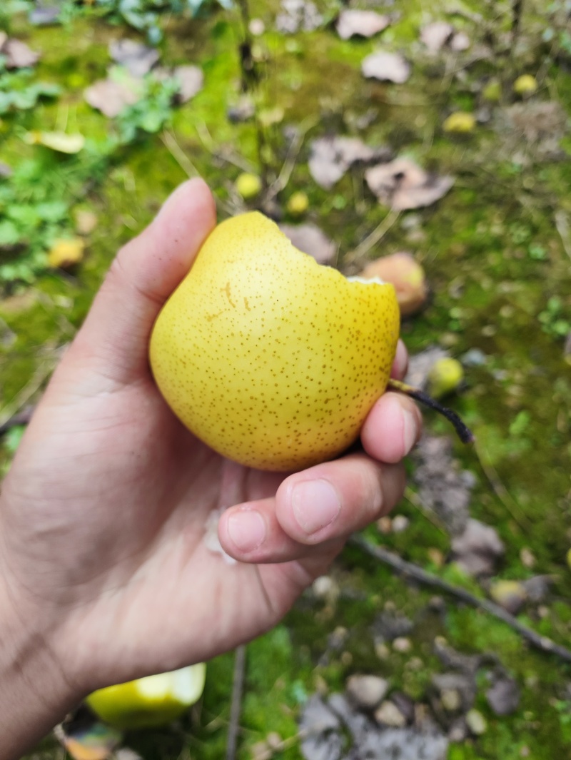 皇冠梨