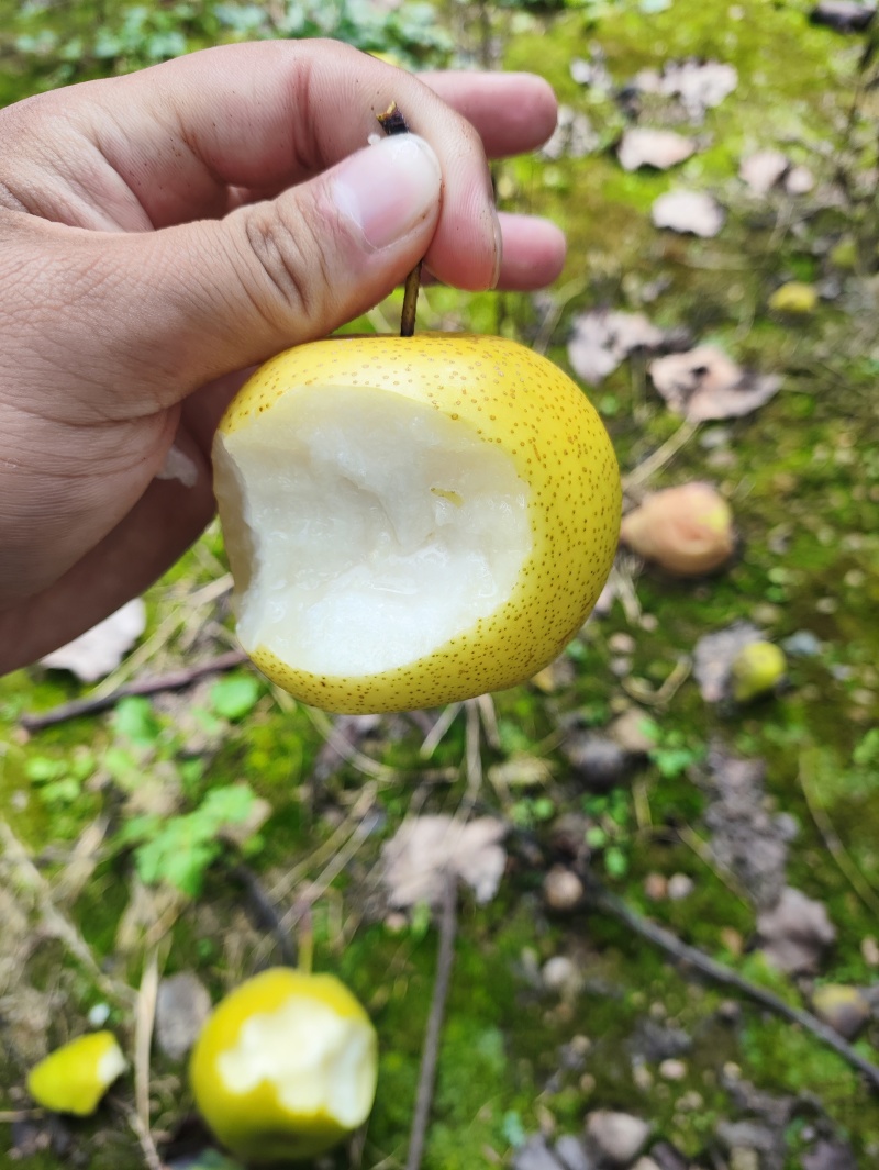 皇冠梨