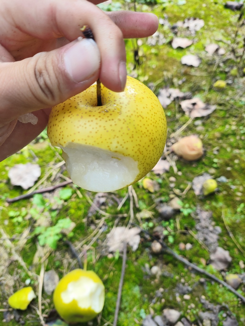 皇冠梨