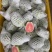 西瓜红芭乐，白心芭乐，番石榴，奶油芭乐产地直销