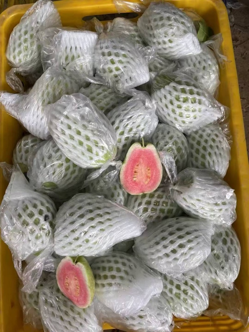 西瓜红芭乐，白心芭乐，番石榴，奶油芭乐产地直销