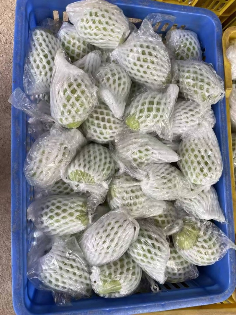 西瓜红芭乐，白心芭乐，番石榴，奶油芭乐产地直销