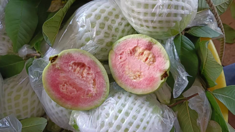 西瓜红芭乐，白心芭乐，番石榴，奶油芭乐产地直销