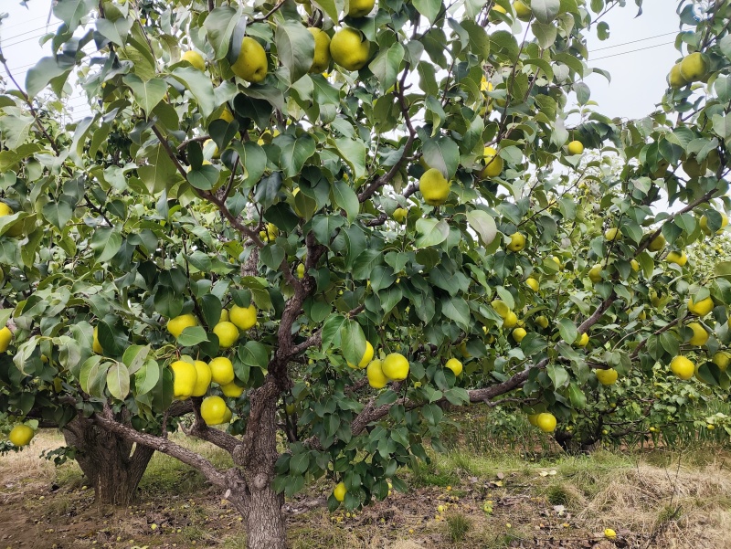 鸭梨