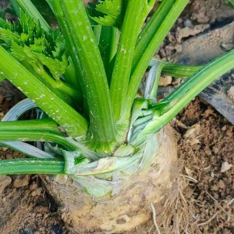 根芹大量有货，有需要的老板可以长期供货