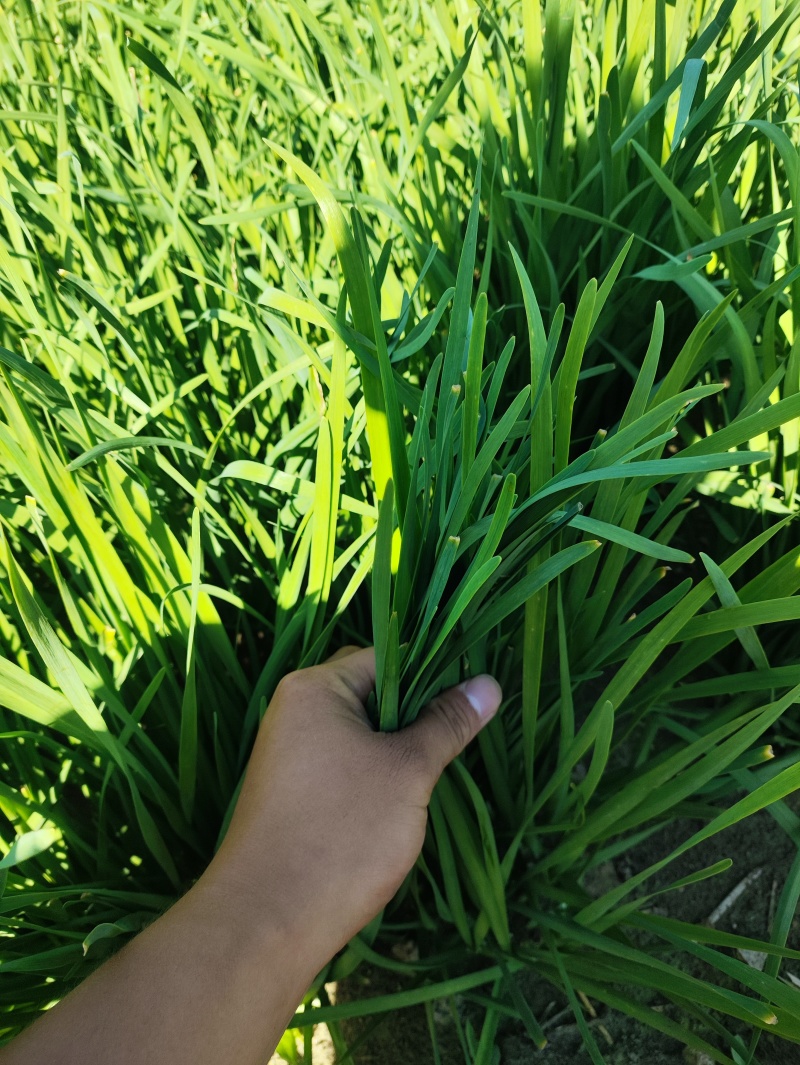 二刀韭菜特别好的，二刀韭菜。