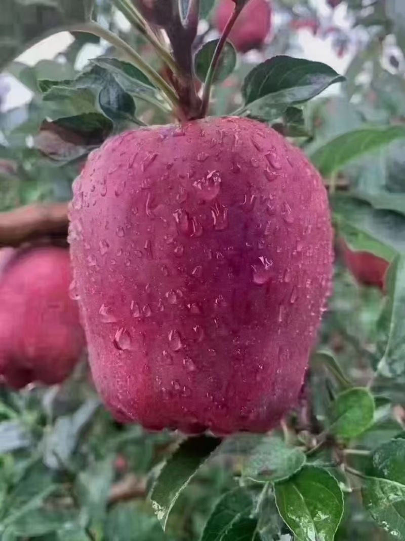 甘肃花牛苹果