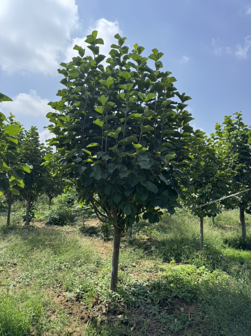 8-12公分紫玉兰，精品树形，欢迎选购