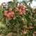 甜红子山楂大量上市***********