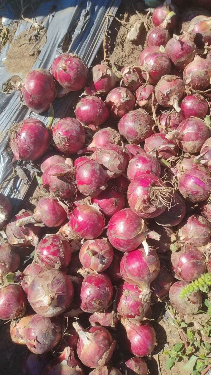 内蒙洋葱粉葱紫葱黄葱红美等5-8电商洋葱