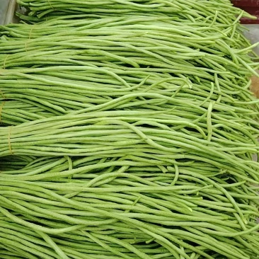 精品豆角和通货豆角（二十亩产地直销）长年供应七月到九月