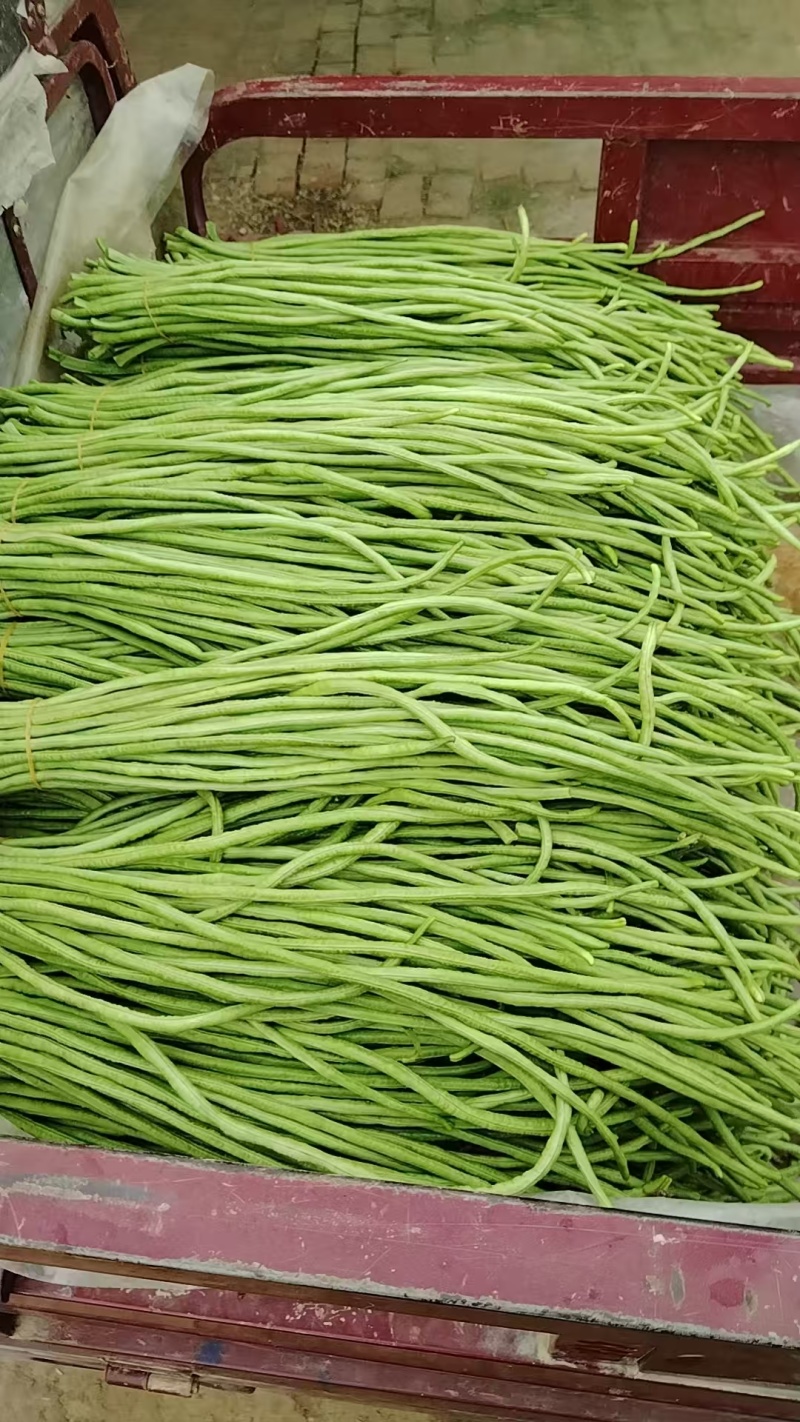 精品豆角和通货豆角（二十亩产地直销）长年供应七月到九月