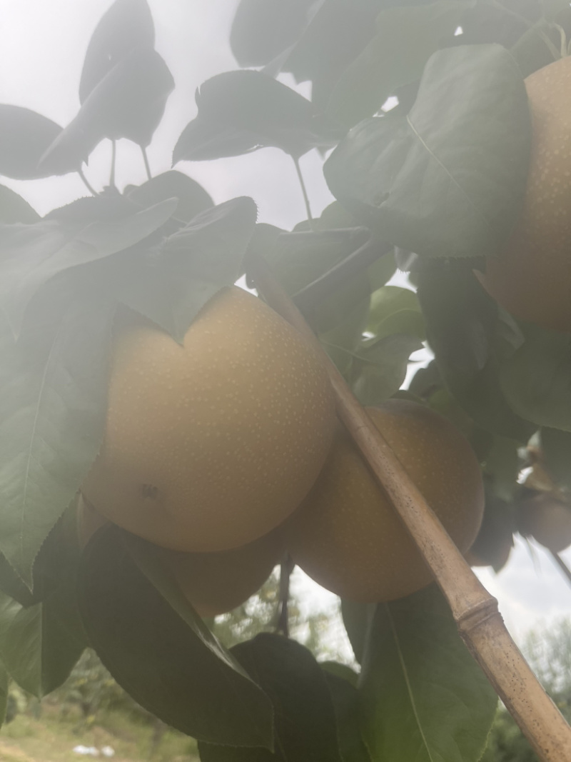 梨中皇后秋月