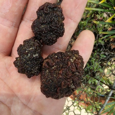 核桃菌猴脑菌免切精品黑红色
