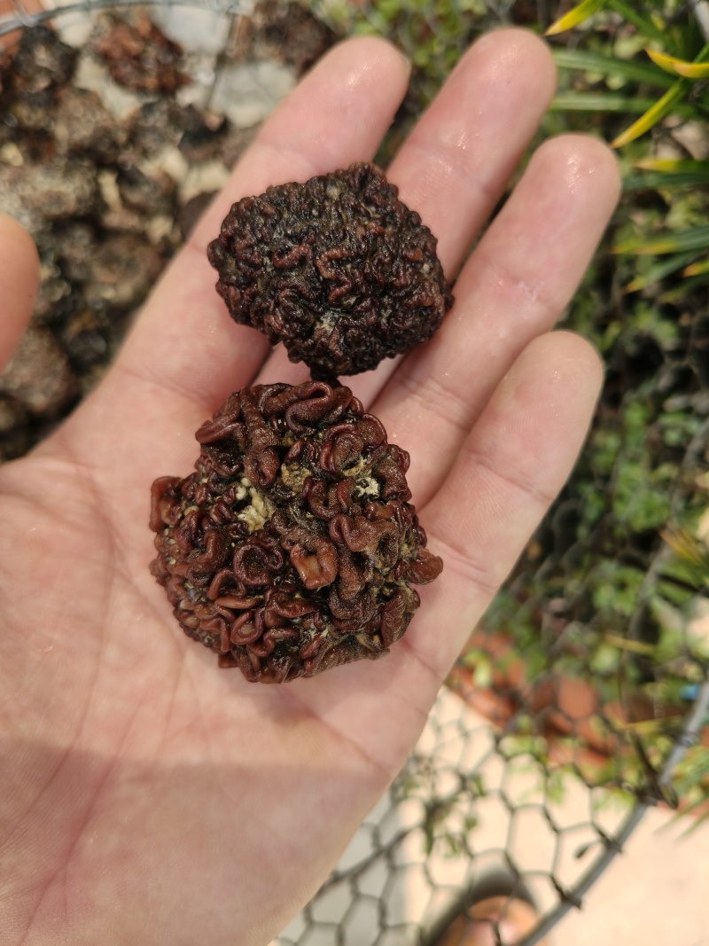核桃菌猴脑菌免切精品黑红色