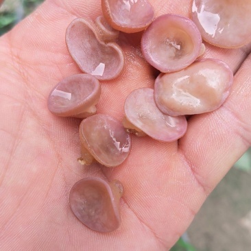 粉木耳贵妃耳农场直销大量现货价格便宜