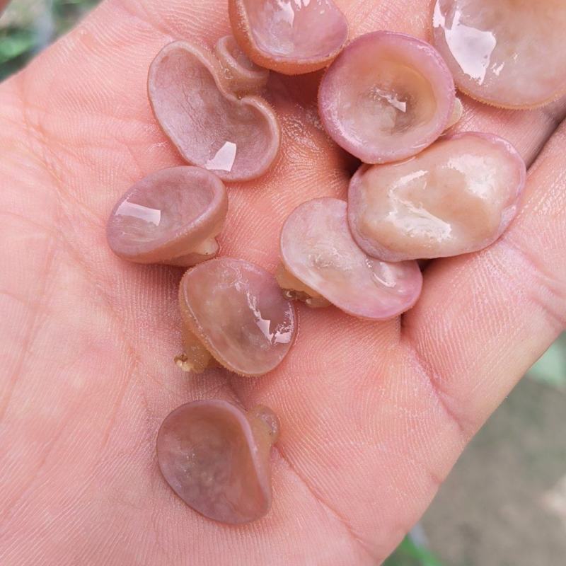 粉木耳贵妃耳农场直销大量现货价格便宜