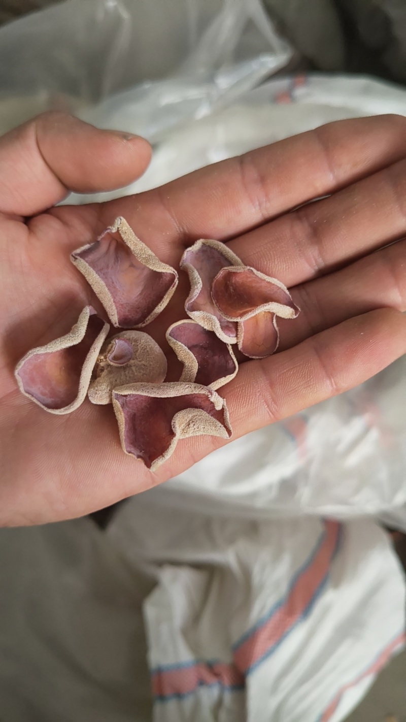 粉木耳贵妃耳农场直销大量现货价格便宜