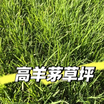 高羊茅进口草坪种子耐寒耐旱耐踏庭院绿化护坡草种