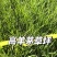 高羊茅进口草坪种子耐寒耐旱耐踏庭院绿化护坡草种