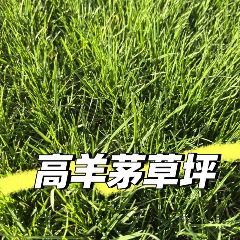 高羊茅进口草坪种子耐寒耐旱耐踏庭院绿化护坡草种