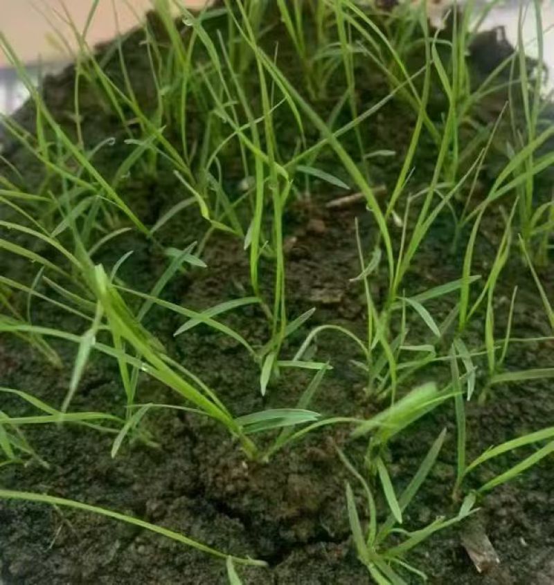 高羊茅进口草坪种子耐寒耐旱耐踏庭院绿化护坡草种