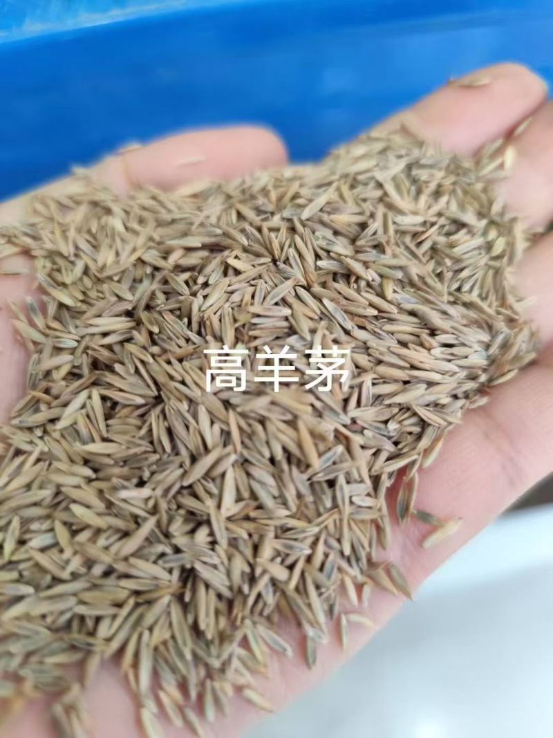 高羊茅进口草坪种子耐寒耐旱耐踏庭院绿化护坡草种