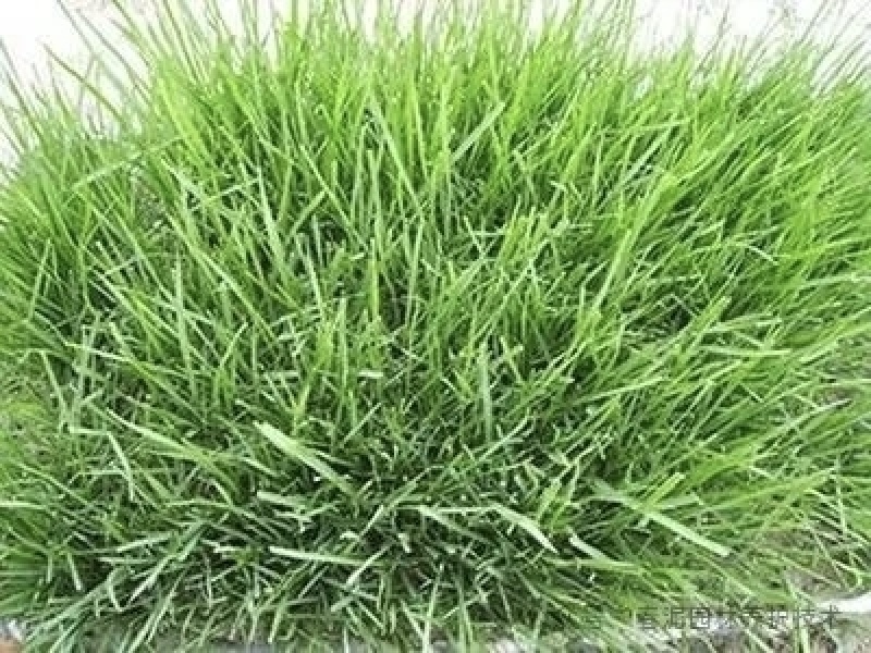 高羊茅进口草坪种子耐寒耐旱耐踏庭院绿化护坡草种