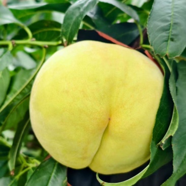 肥城桃肥桃太子