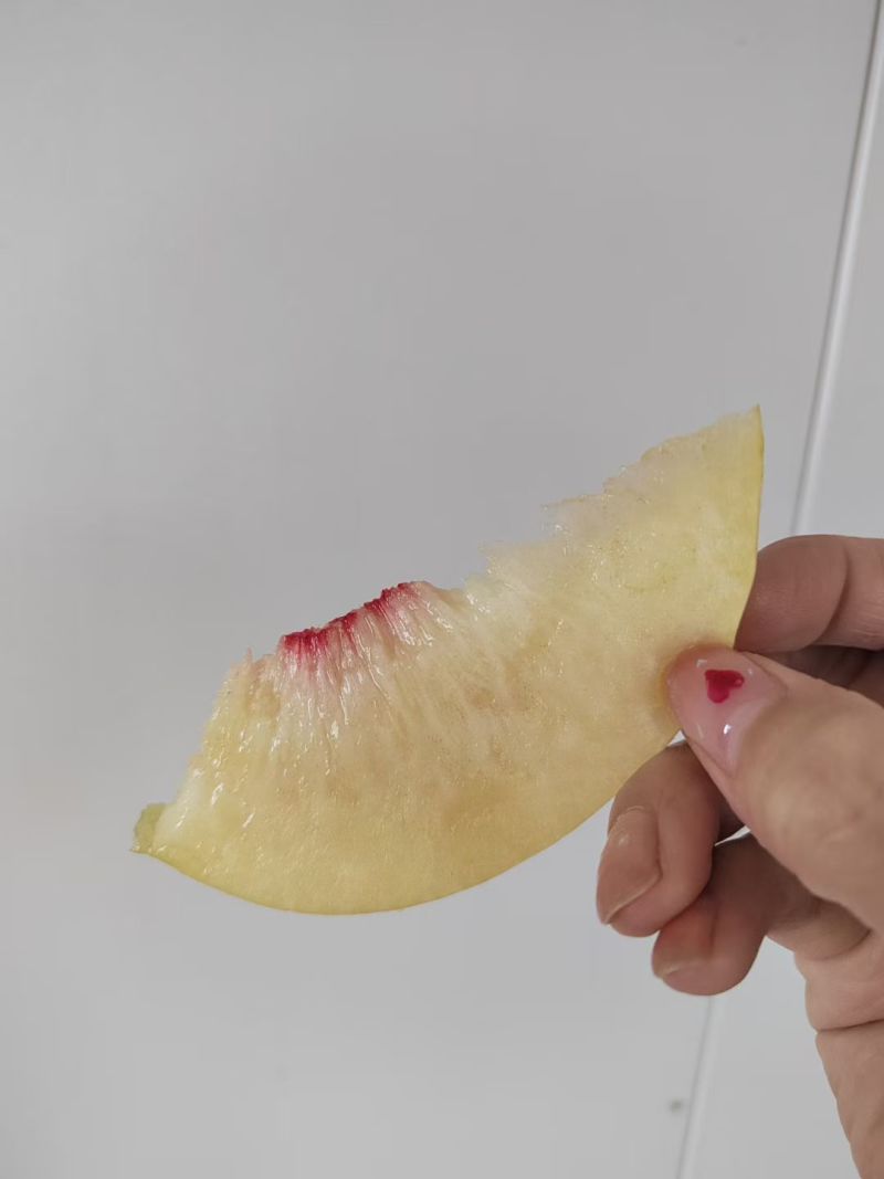 肥城桃肥桃太子