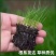 高羊茅进口草坪种子耐寒耐旱耐踏庭院绿化护坡草种