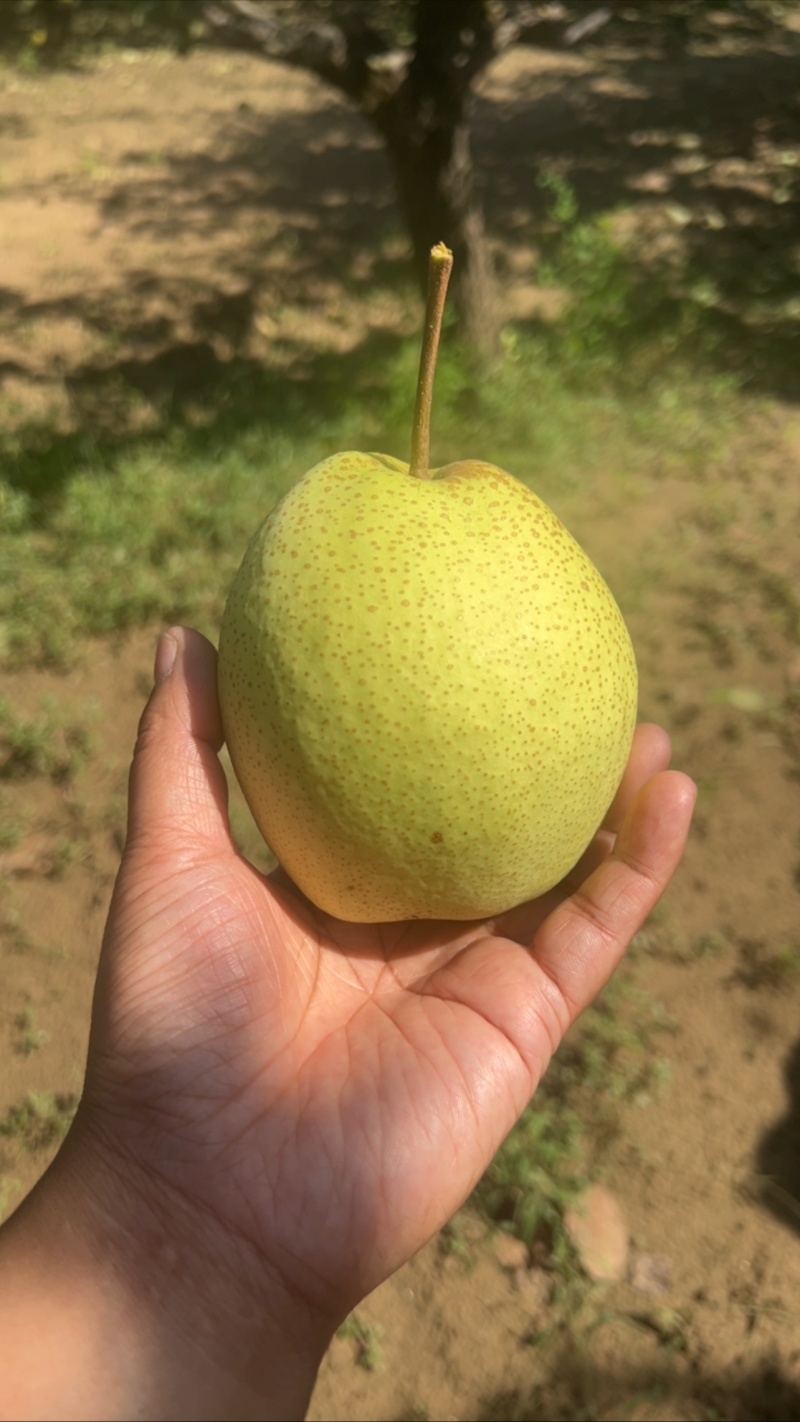 白酥梨