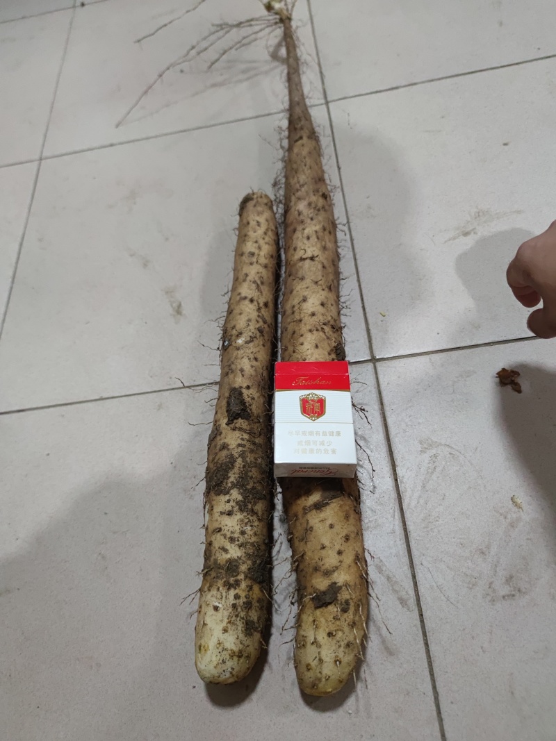 牛腿山药一级货源大量上市