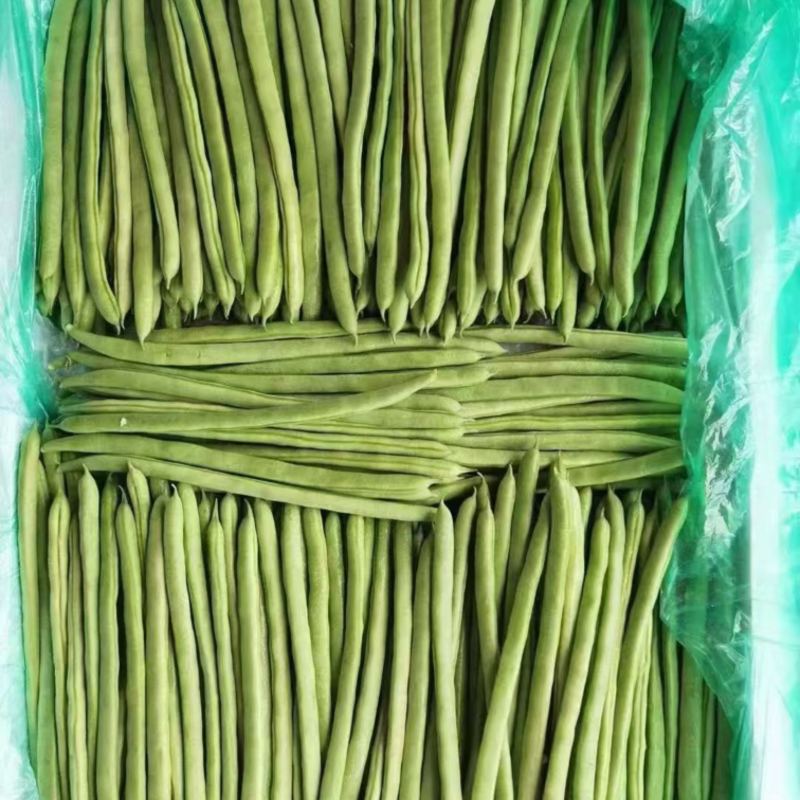【精品】山西豆角小金豆形条好一手货源全国发货
