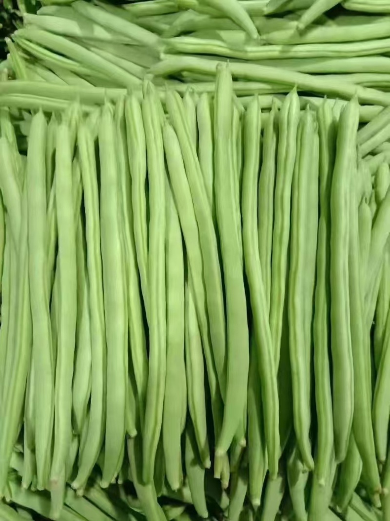 【精品】山西豆角小金豆形条好一手货源全国发货