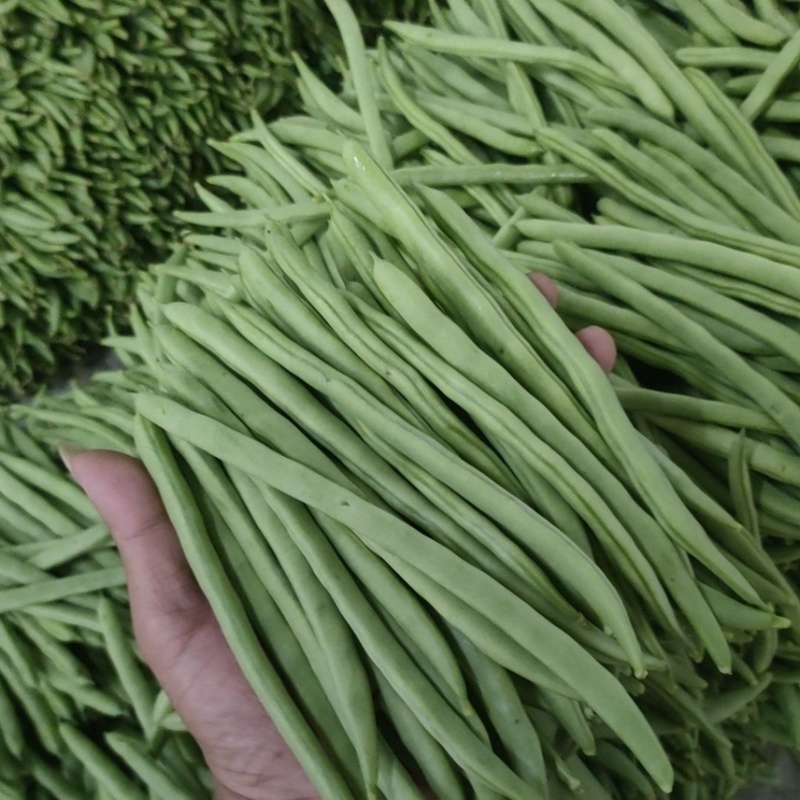 【精品】山西豆角小金豆形条好一手货源全国发货