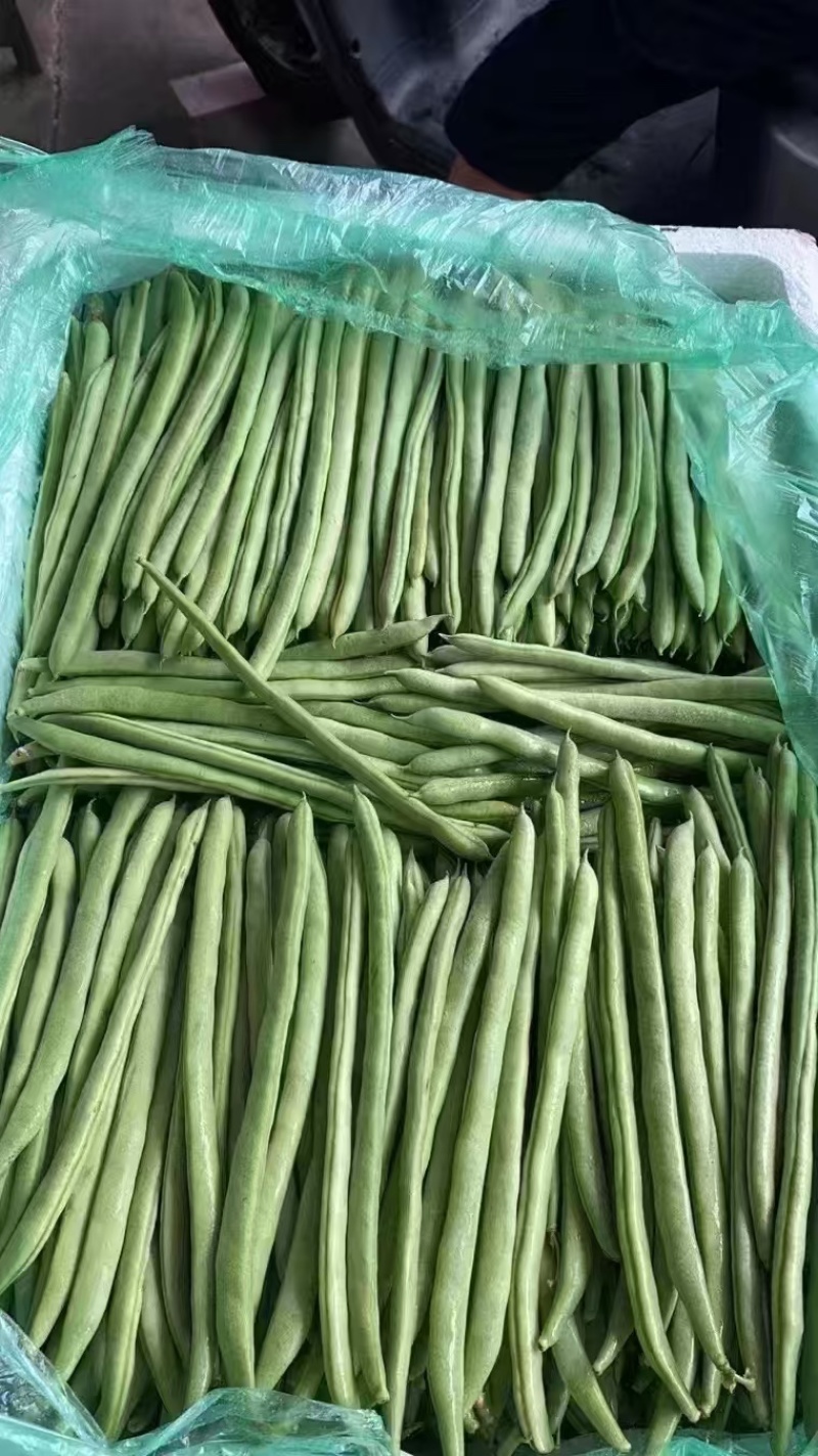 【精品】山西豆角小金豆形条好一手货源全国发货