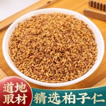 柏子仁中药材柏籽新货无硫正品柏子仁去壳柏籽仁