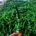 小皱皮辣椒基地直供产地视频看货论价保质保量
