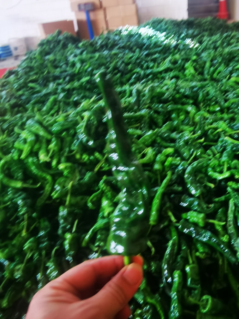 小皱皮辣椒基地直供产地视频看货论价保质保量