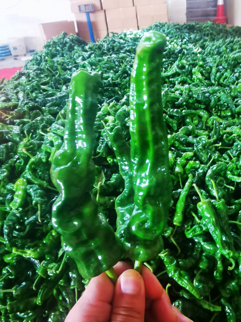 小皱皮辣椒基地直供产地视频看货论价保质保量