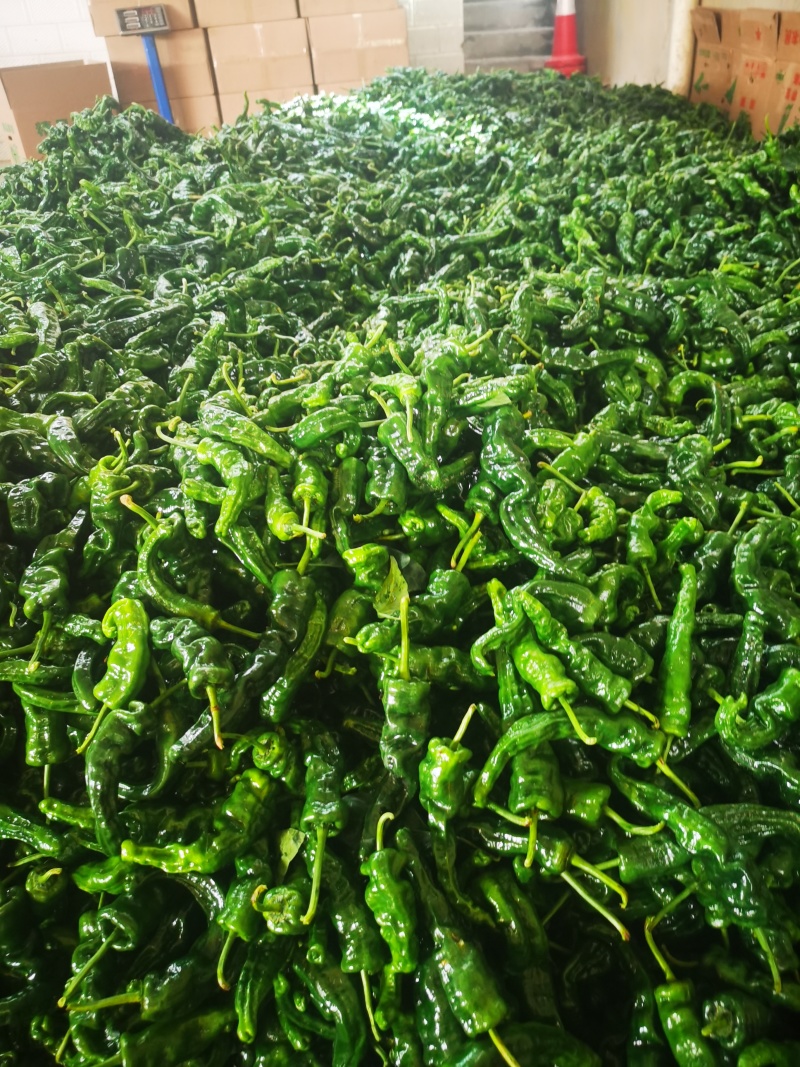 小皱皮辣椒基地直供产地视频看货论价保质保量