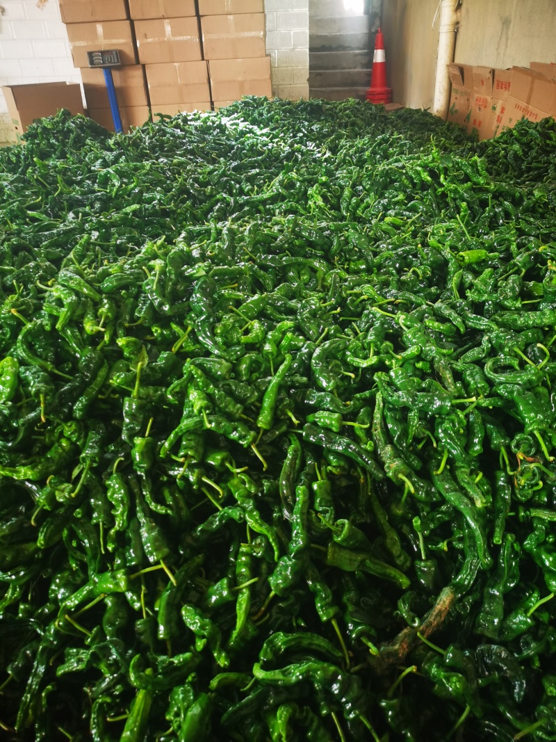小皱皮辣椒基地直供产地视频看货论价保质保量